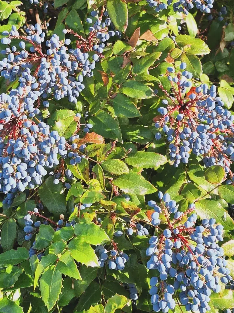 Add Oregon Grape For Year-Round Texture Add Oregon Grape For Year-Round Texture