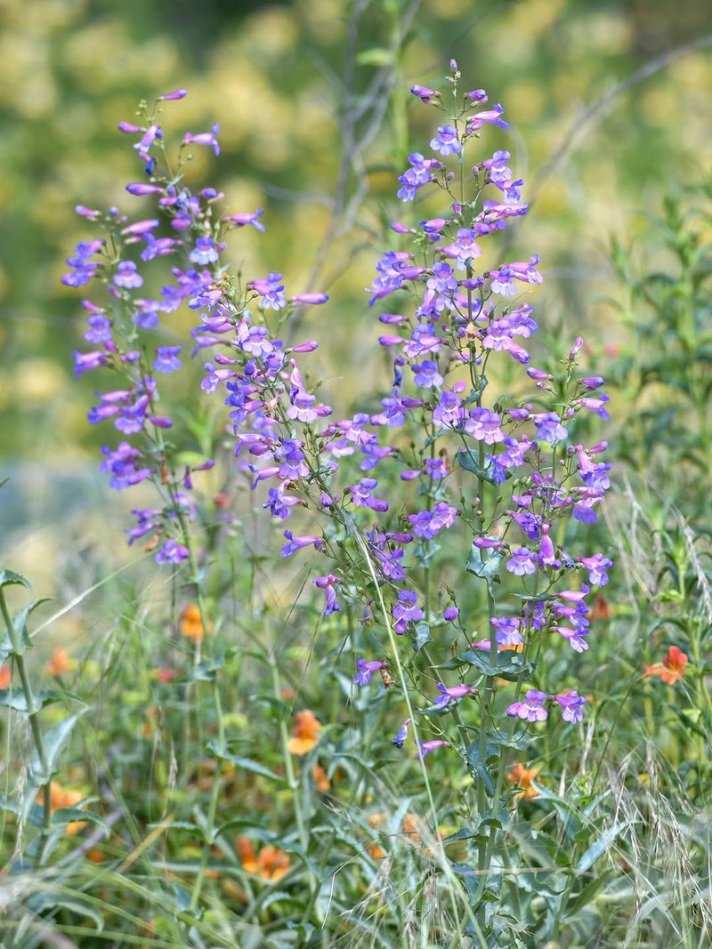 Add Parry's Penstemon For Desert Color Bursts