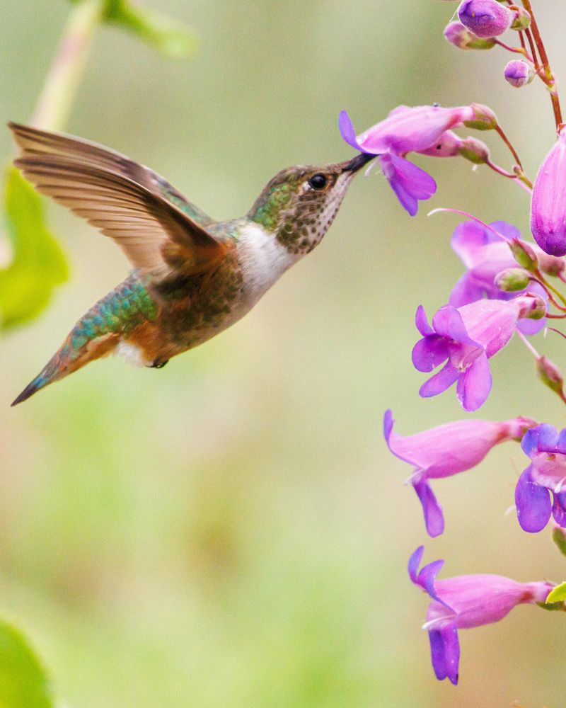 Add Penstemon For Hummingbirds
