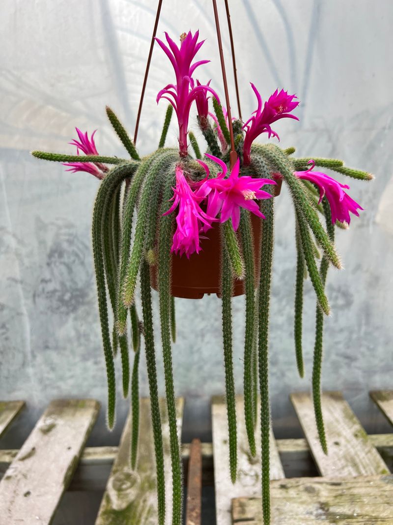 Add Rat Tail Cactus To Hanging Baskets