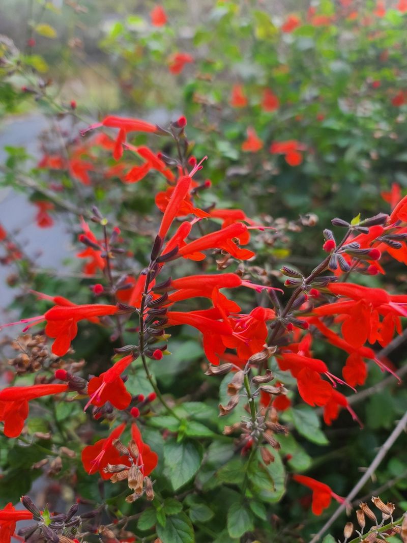 Add Salvia For Color That Can Handle The Heat