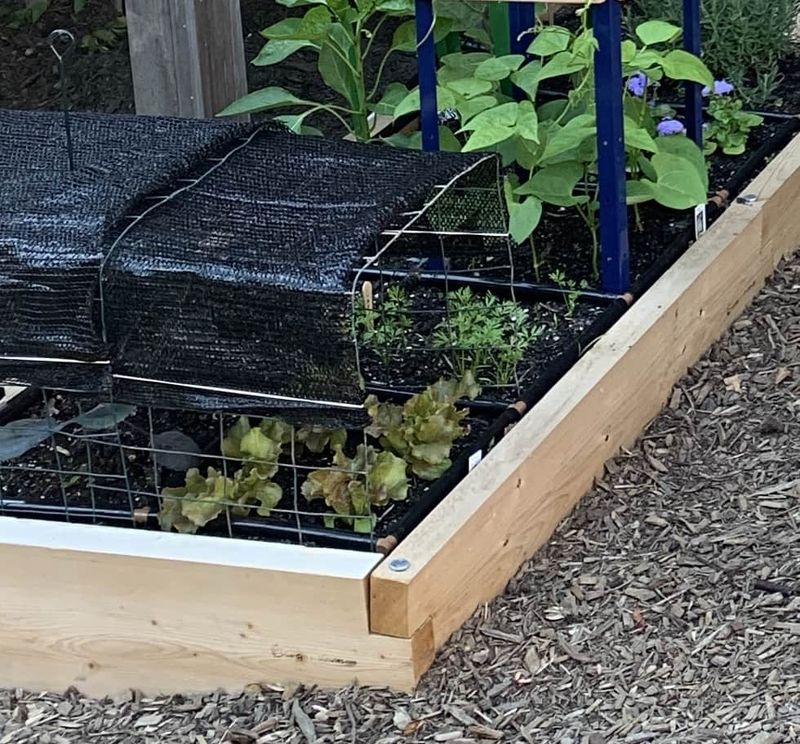 Add Shade Cloth To Prevent Plants From Burning