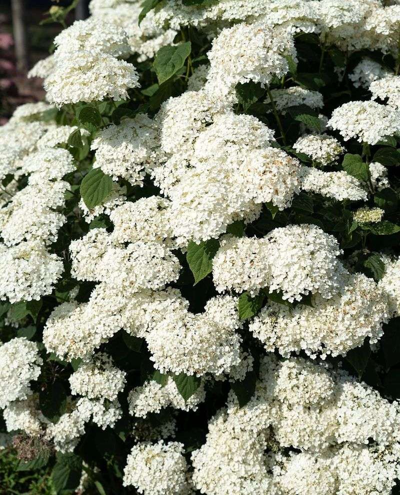 Add Smooth Hydrangea For Easy Native Blooms