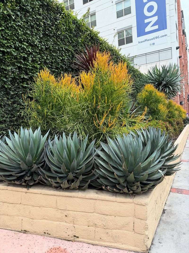 Add Succulents For Sculptural Green Texture