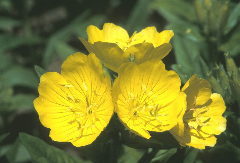 Add Sundrops For Bright Yellow Color As Spring Warms