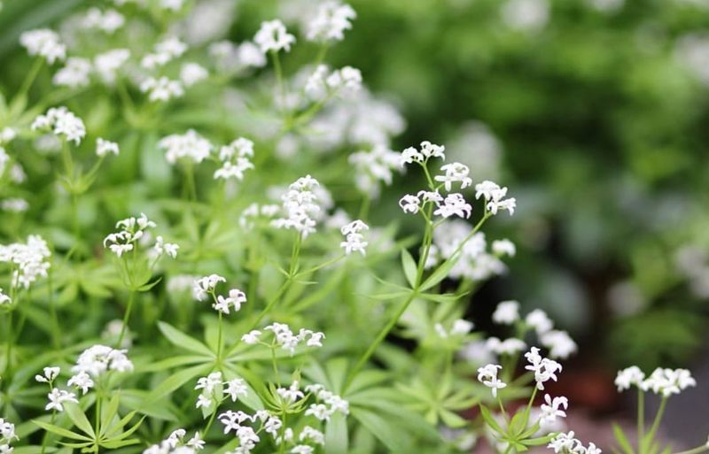 Add Sweet Woodruff Where Shade Runs Deep