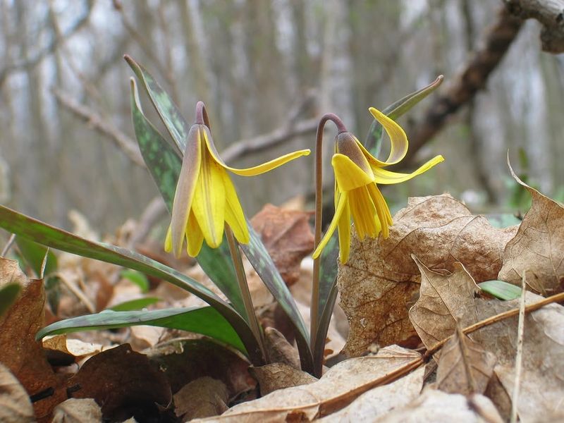 Add Trout Lilies For Early Season Spark