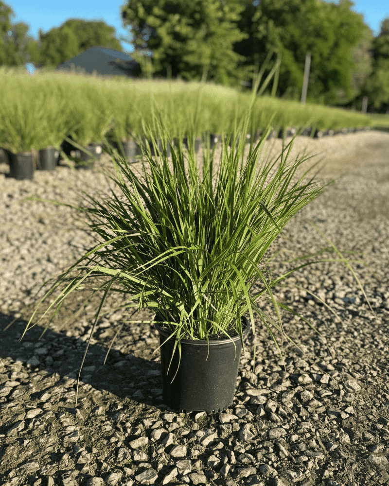 Add Upright Drama With Karl Foerster Feather Reed Grass