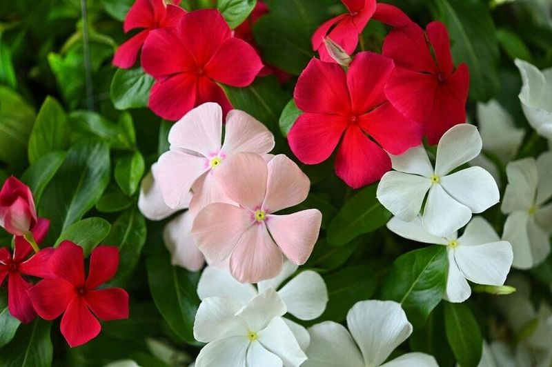 Add Vinca For Color That Can Handle May Heat