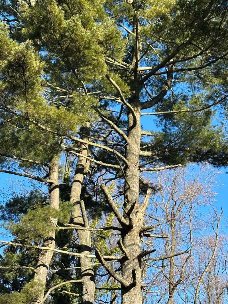 Add White Pine For A Softer Street Edge Add White Pine For A Softer Street Edge