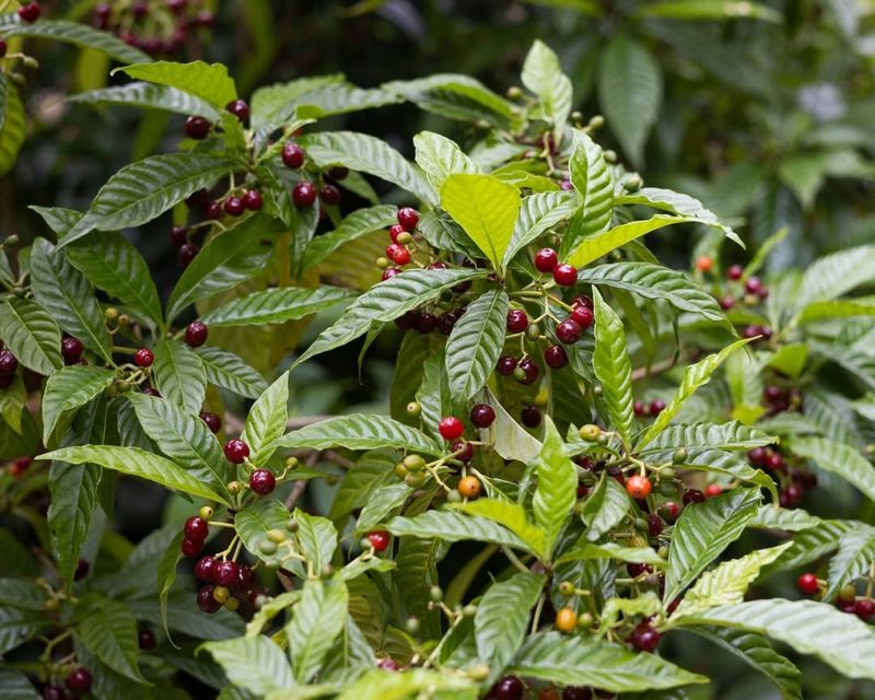 Add Wild Coffee For Glossy Native Leaves