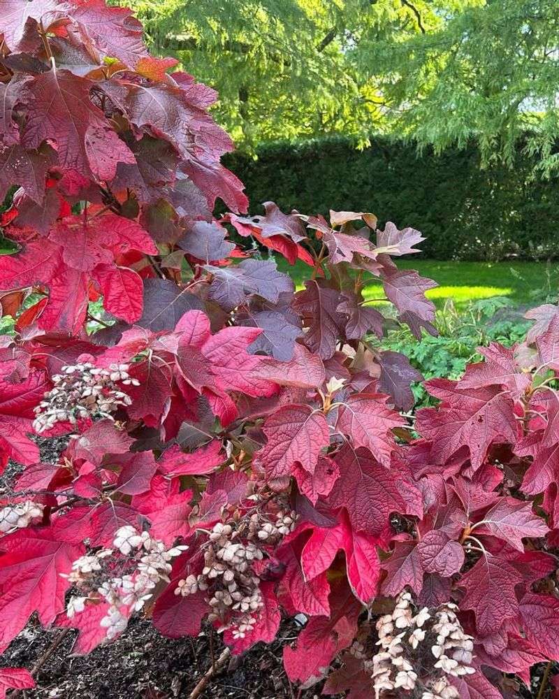 Add Woodland Drama With Oakleaf Hydrangeas