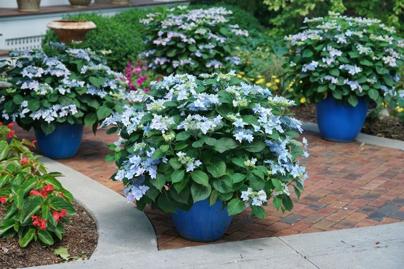 Adjust For Clay Soil, Containers, And Hot Spots