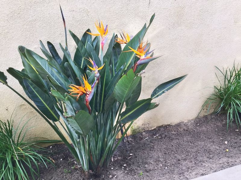 Adjust Watering As Heat Builds