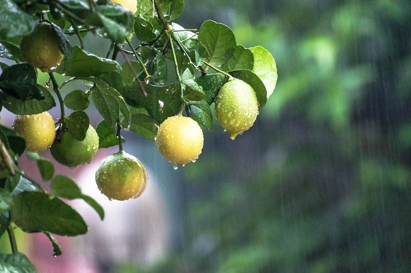Adjust Watering During Rainy Weeks
