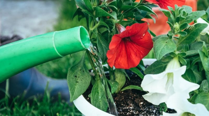 Adjust Your Schedule For Pots, Baskets, And Beds