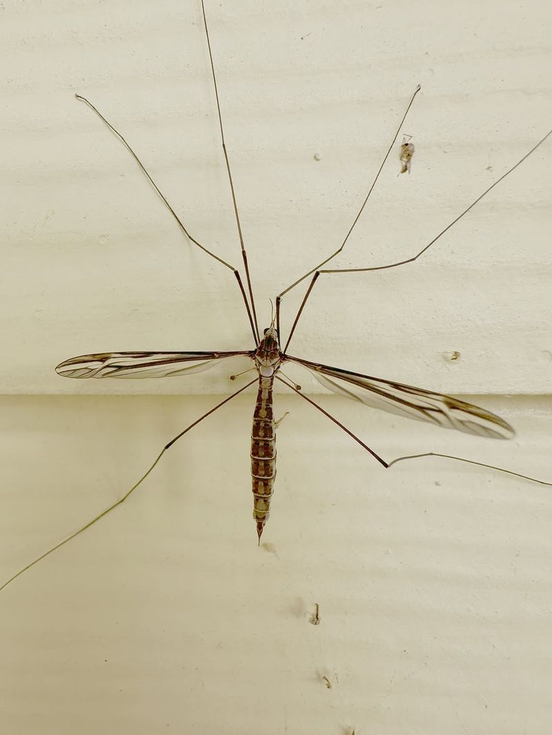 Adult Crane Flies Look Like Giant Mosquitoes But Do Not Bite