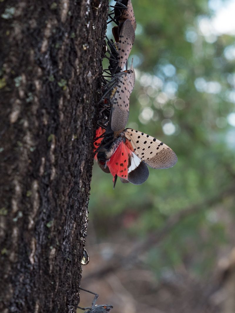 Adults Show Off Gray Wings And A Flash Of Red