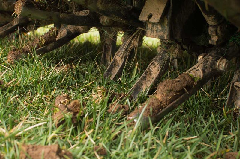 Aerating Or Dethatching Cool Season Lawns During Warm Weather