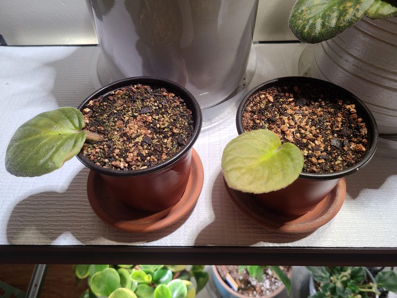 African Violet (Saintpaulia)
