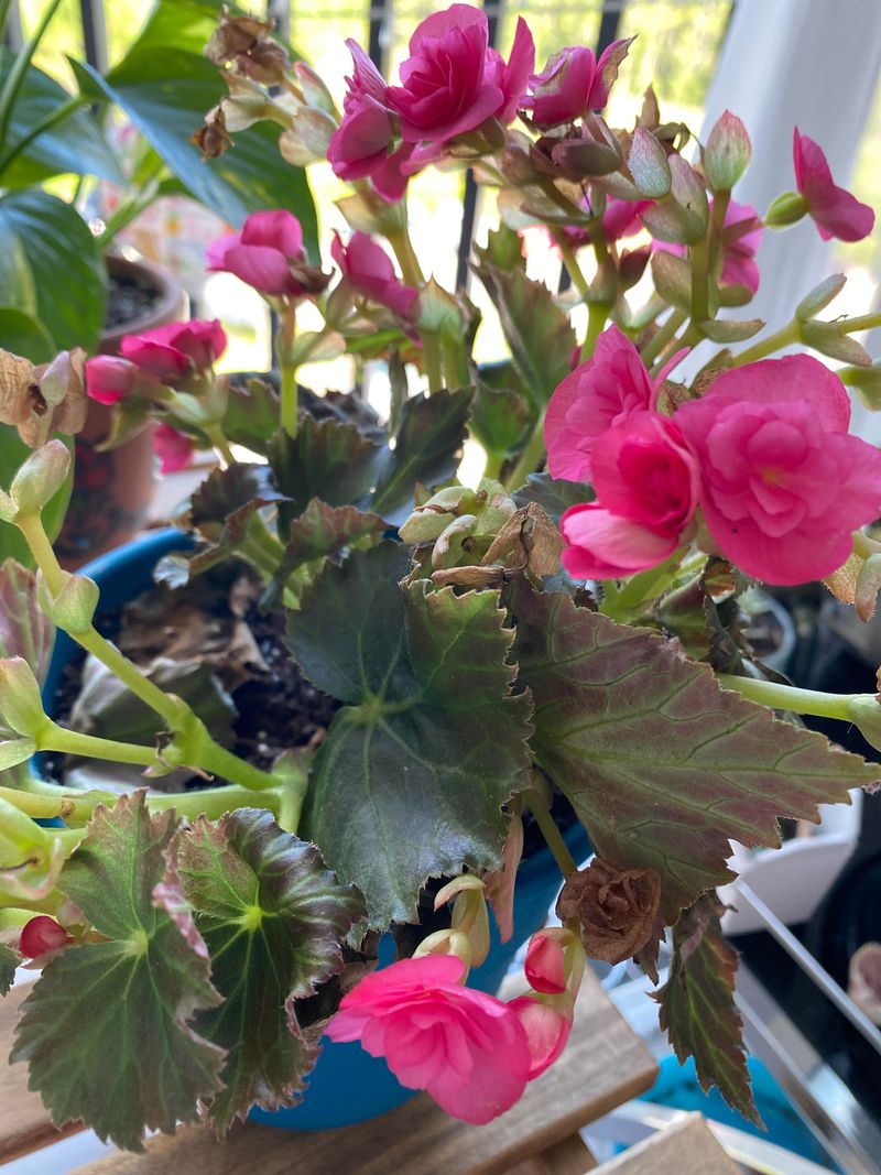Afternoon Shade Helps Flowers Last During Extreme Heat
