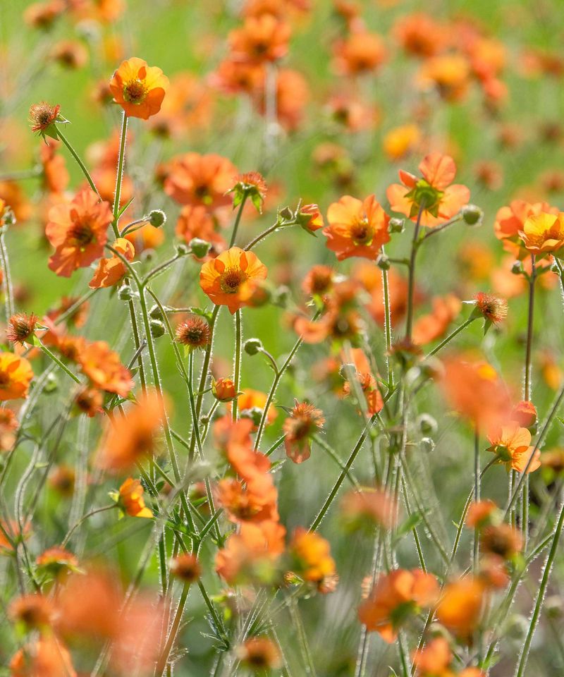Afternoon Shade Helps Geums In Hotter Regions