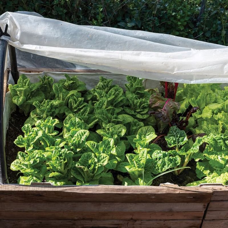 Afternoon Shade Helps Slow Bolting During Hot Weather