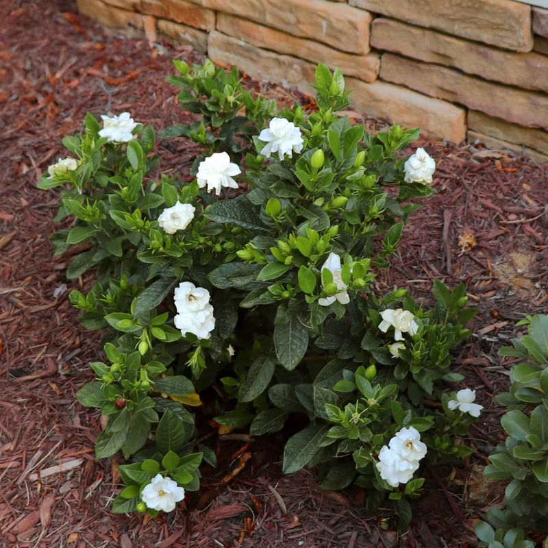 Afternoon Shade Helps Texas Gardenias Cope Better