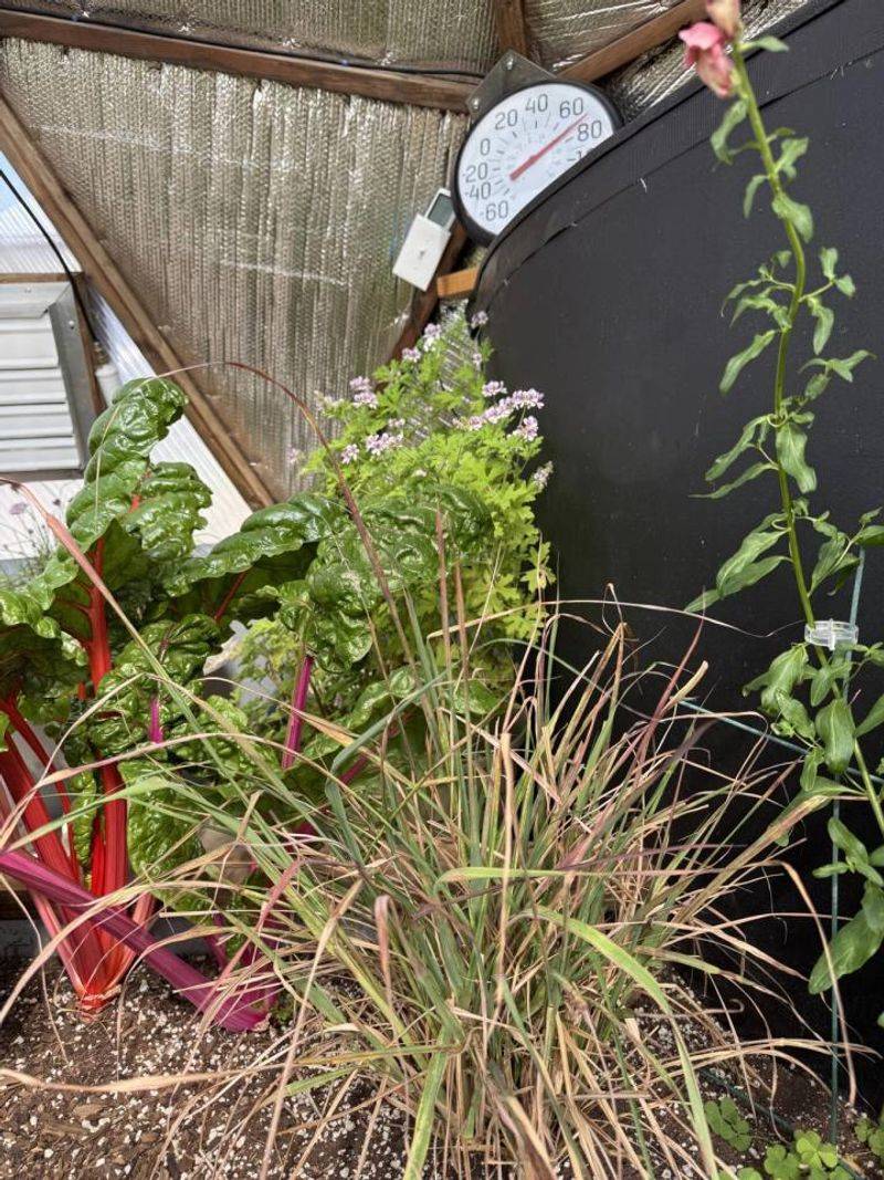 Afternoon Shade Reduces Stress During Extreme Heat