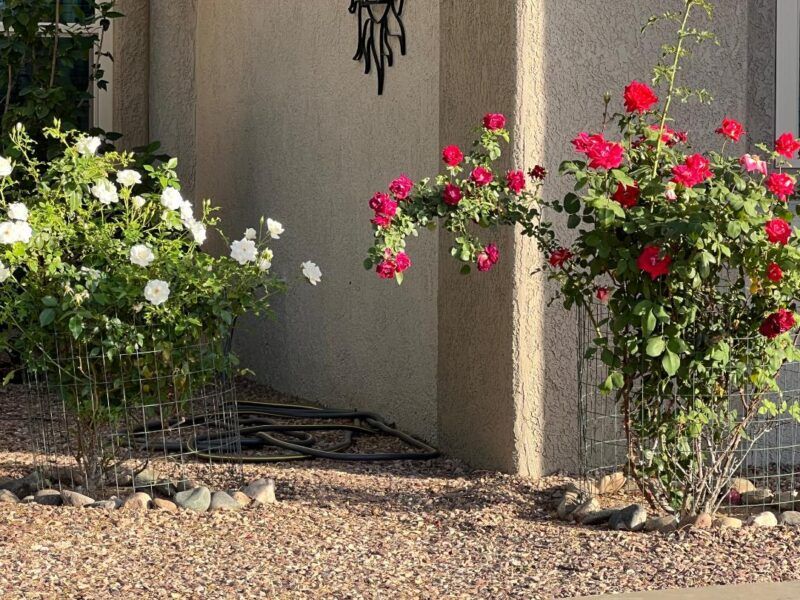 Afternoon Shade Reduces Stress On Blooms