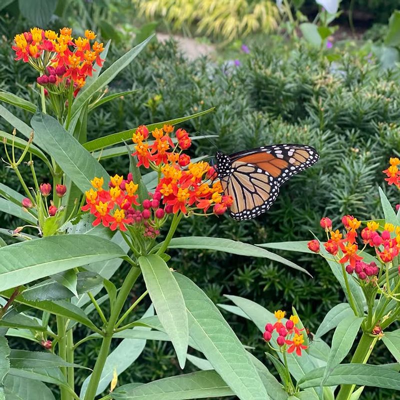 Afternoon Wilting Does Not Always Mean Butterfly Weed Needs Water