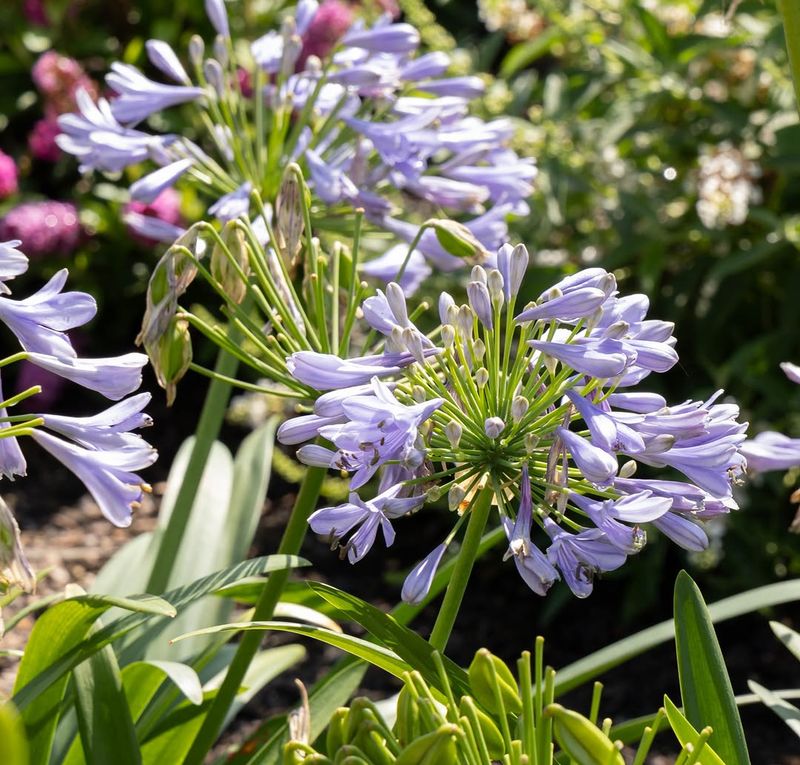 Agapanthus
