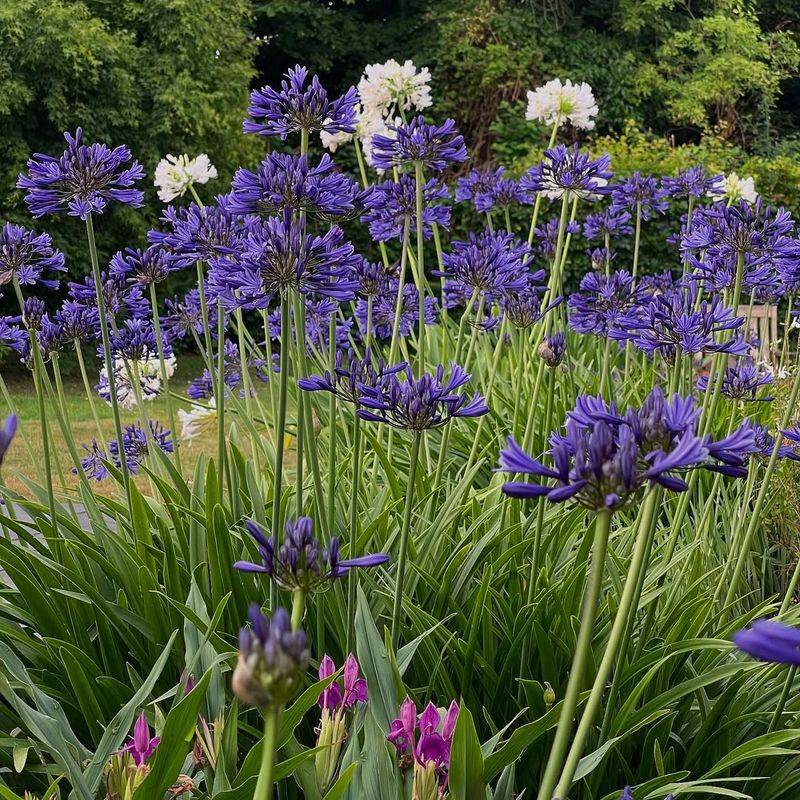 Agapanthus