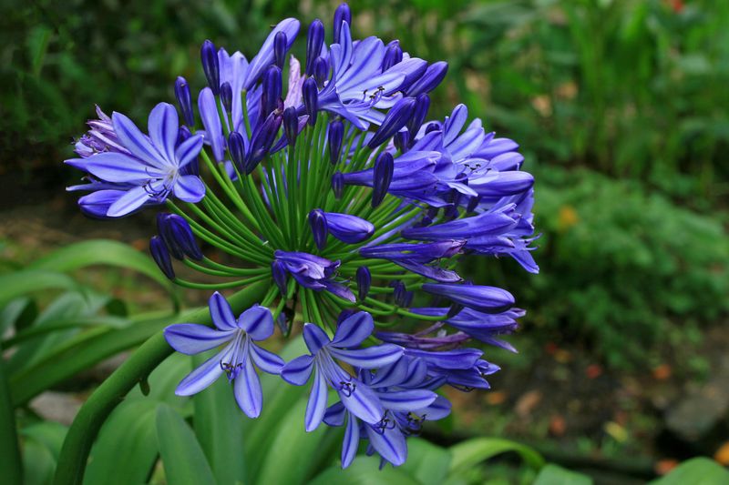 Agapanthus Is The Blue Flower Nobody Expects To See In A Home Garden