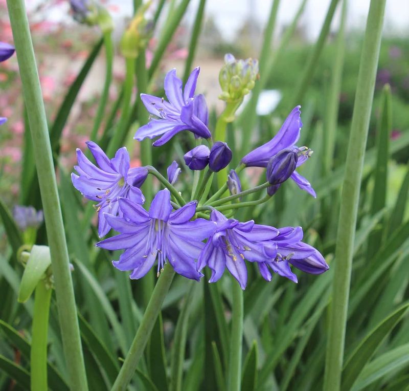 Agapanthus
