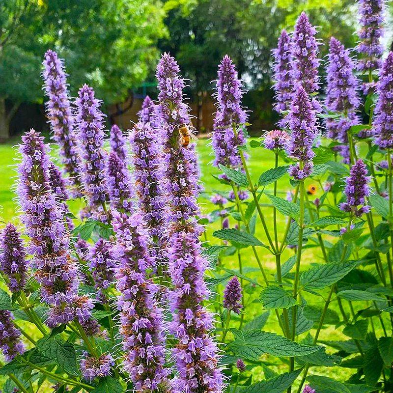 Agastache Brings Long Bloom And Light Fragrance