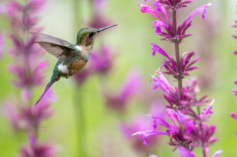 Agastache