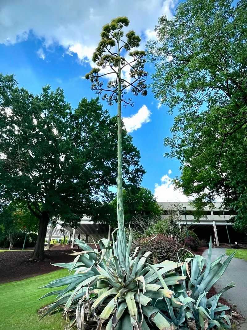Agave Agave