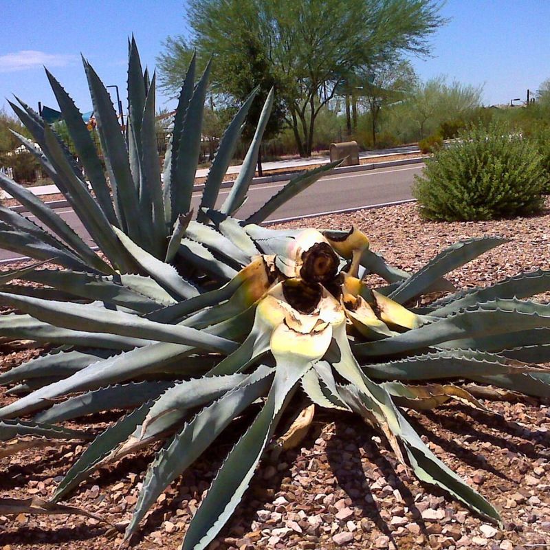 Agave Agave