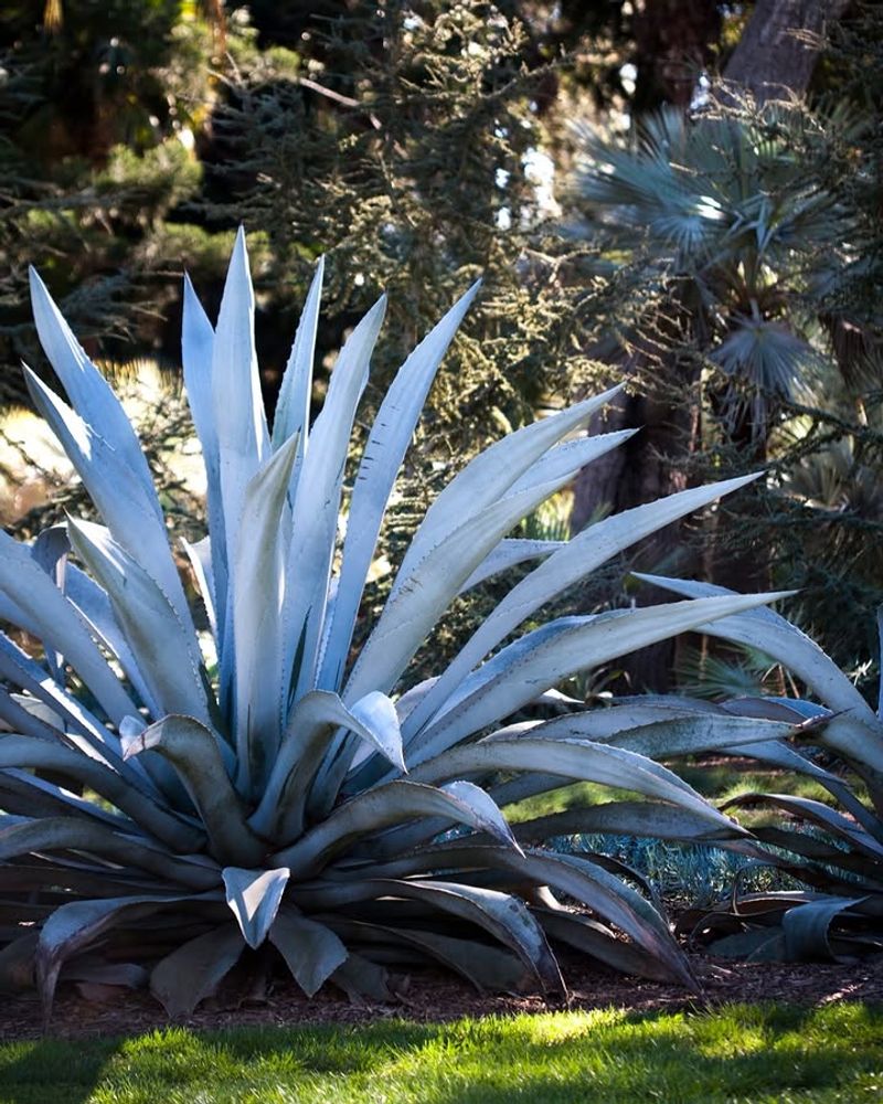 Agave