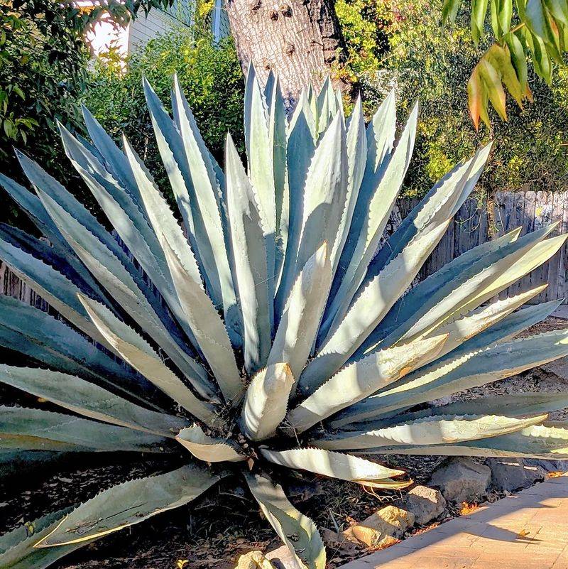 Agave Americana Brings Bold Structure