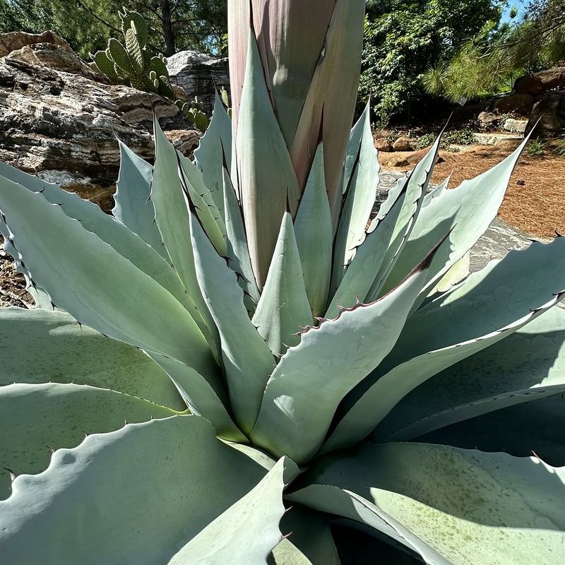 Agave Can Become Stressed After Heavy Feeding Agave Can Become Stressed After Heavy Feeding