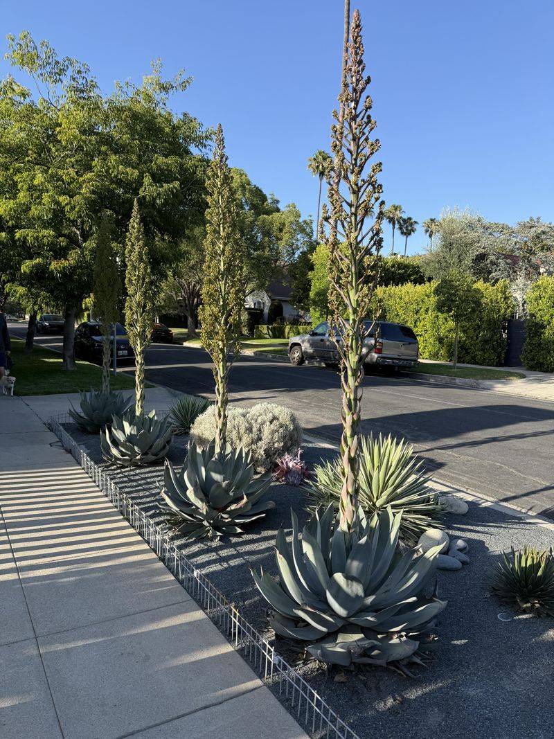 Agave Can Make Walkways Risky Agave Can Make Walkways Risky