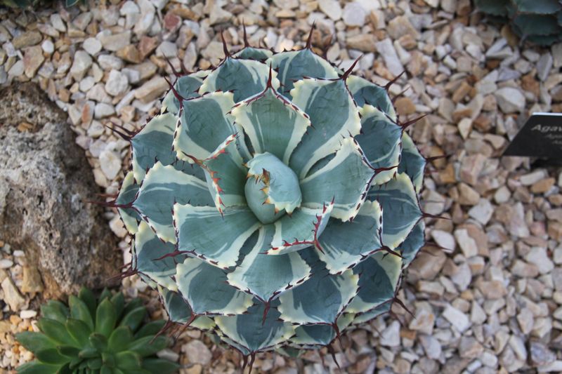 Agave