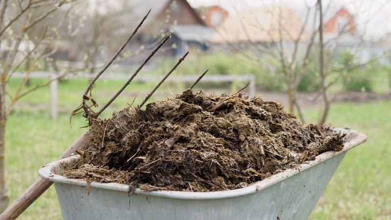 Aged Manure For Heavy-Feeding Vegetables Aged Manure For Heavy-Feeding Vegetables