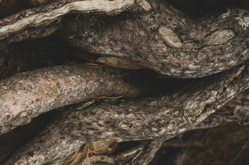 Aggressive Root Systems
