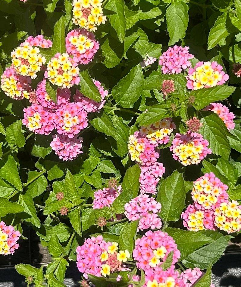 Airflow Keeps Lantana Blooming Longer