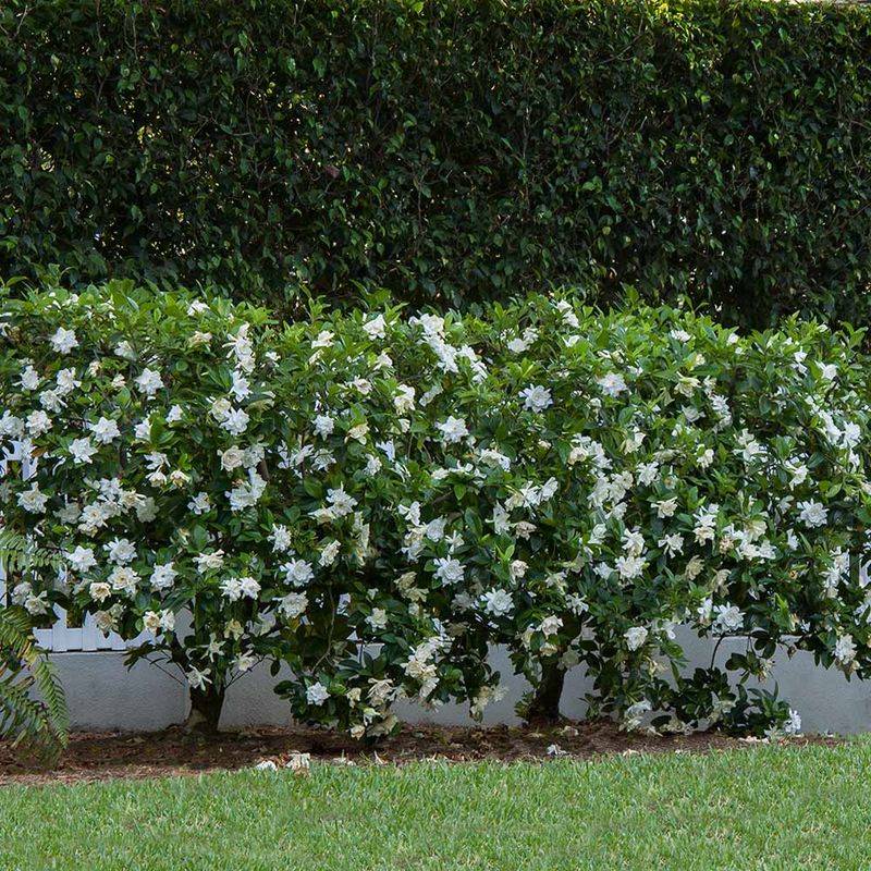 Airflow Matters More Than Many Gardeners Realize