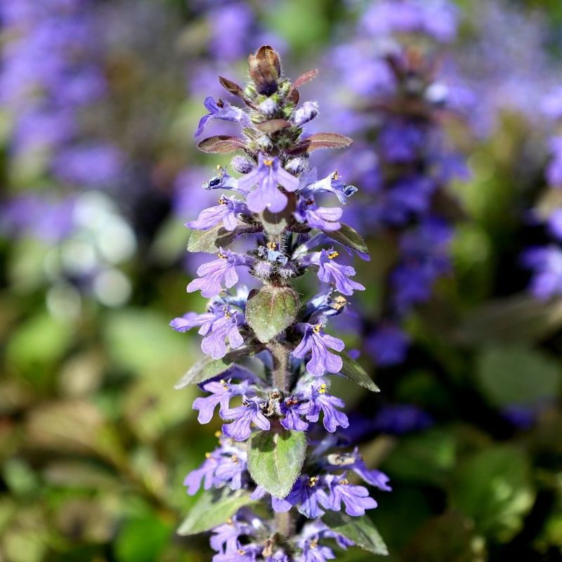 Ajuga