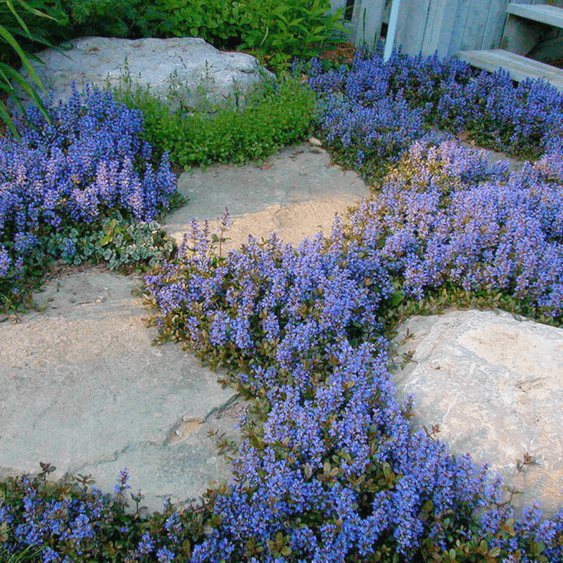Ajuga (Ajuga reptans)